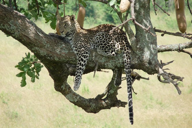 8 Days Safari to Amboseli, Great Rift Valley Lakes & Masai Mara - Maasai Mara days six and seven