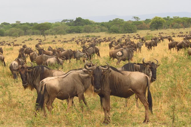 8 Days Safari to Amboseli, Great Rift Valley Lakes & Masai Mara - Maasai culture and the return to Nairobi