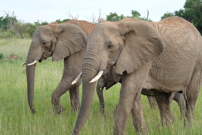 8 Days Safari to Amboseli, Great Rift Valley Lakes & Masai Mara - What the $2,800 price really covers