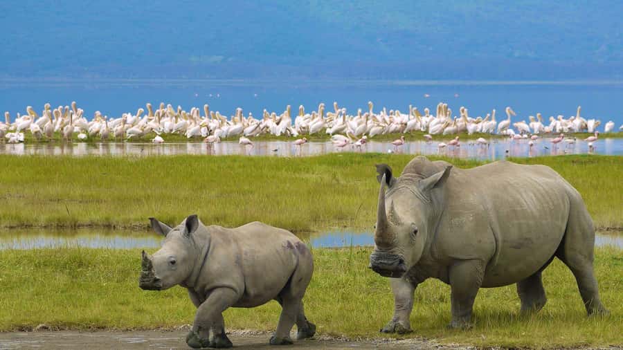 A day tour; Lake Nakuru national park& L. Naivasha Boat ride - Key points to know before booking