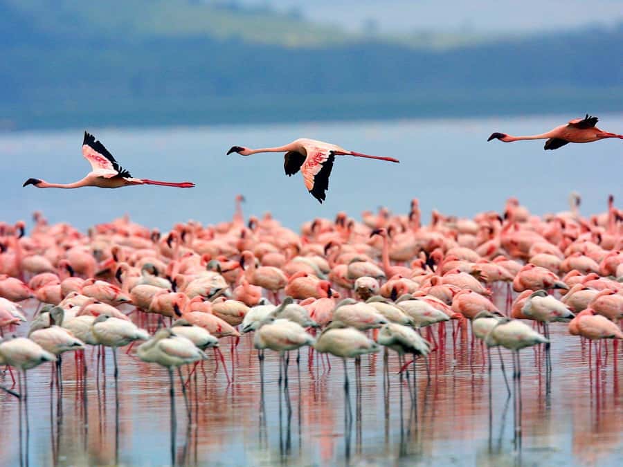 A day tour; Lake Nakuru national park& L. Naivasha Boat ride - Why this two-lake day works