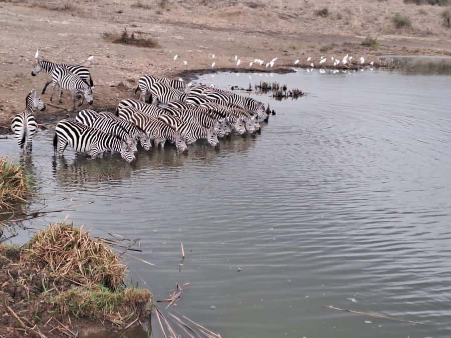 A day tour; Lake Nakuru national park& L. Naivasha Boat ride - What the $145 price really means