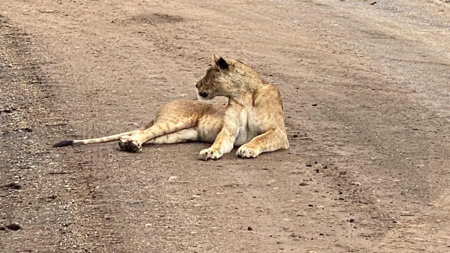 A day tour; Lake Nakuru national park& L. Naivasha Boat ride - Transport, timing, and comfort