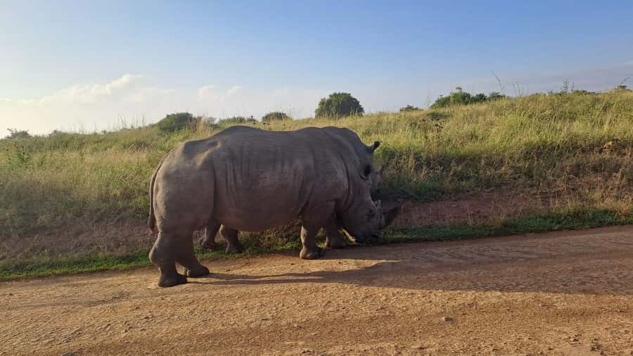 A day tour; Lake Nakuru national park& L. Naivasha Boat ride - My practical verdict