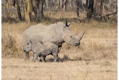 African Wildlife & Nature – 5 Kenya national parks – 6 day Jeep Safari