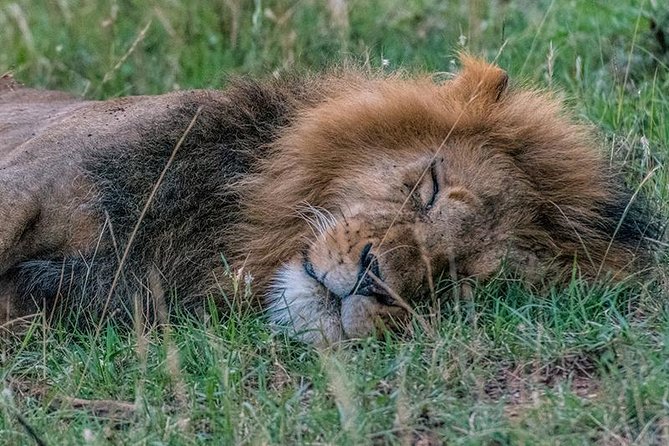 African Wildlife & Nature - 5 Kenya national parks - 6 day Jeep Safari - Day 5: A full day in Maasai Mara
