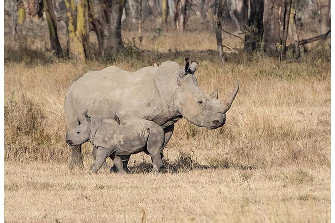 African Wildlife & Nature - 5 Kenya national parks - 6 day Jeep Safari - Day 1: Tsavo West, volcanic scenery and a rhino search