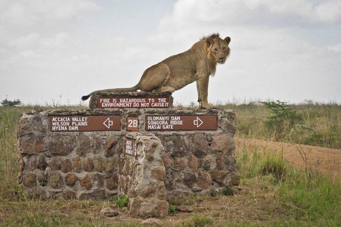 Afternoon half day mini safari to Nairobi National Park - A short safari that works around a Nairobi stay
