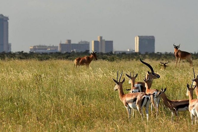 Afternoon half day mini safari to Nairobi National Park - Why four hours can be enough, and when it may not be