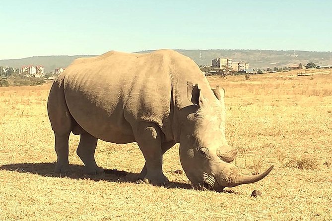 Afternoon half day mini safari to Nairobi National Park - Who will get the most from this tour
