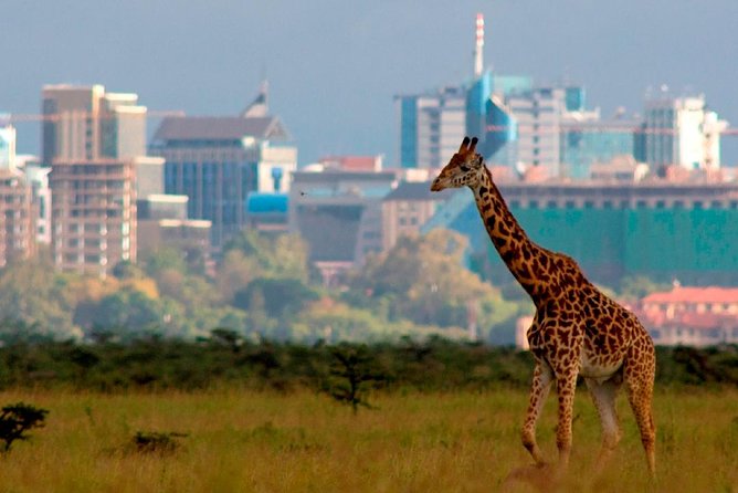 Afternoon half day mini safari to Nairobi National Park - Why the safari van changes the view