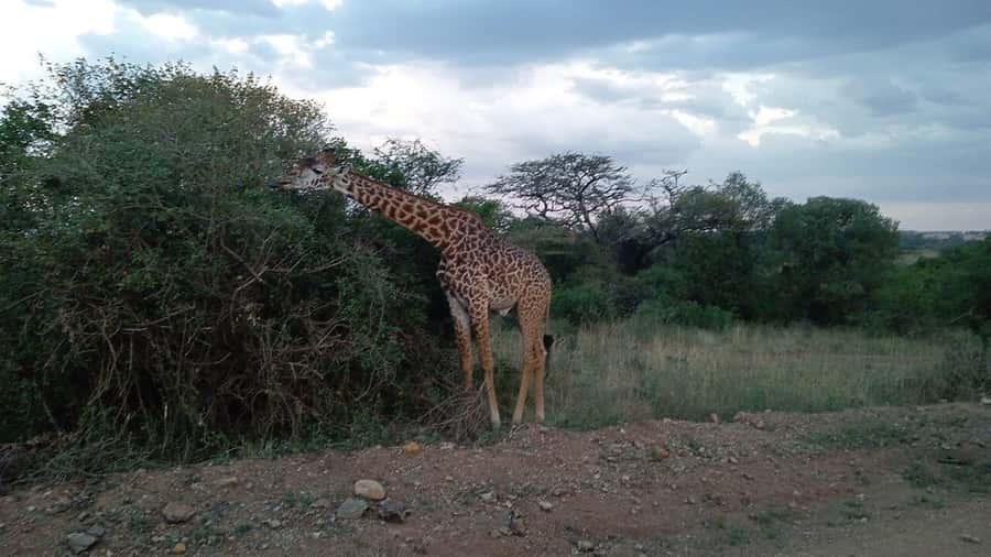 All-Inclusive: Giraffe Centre & Kazuri Beads Factory Visit - Why the giraffe encounter is the heart of the outing