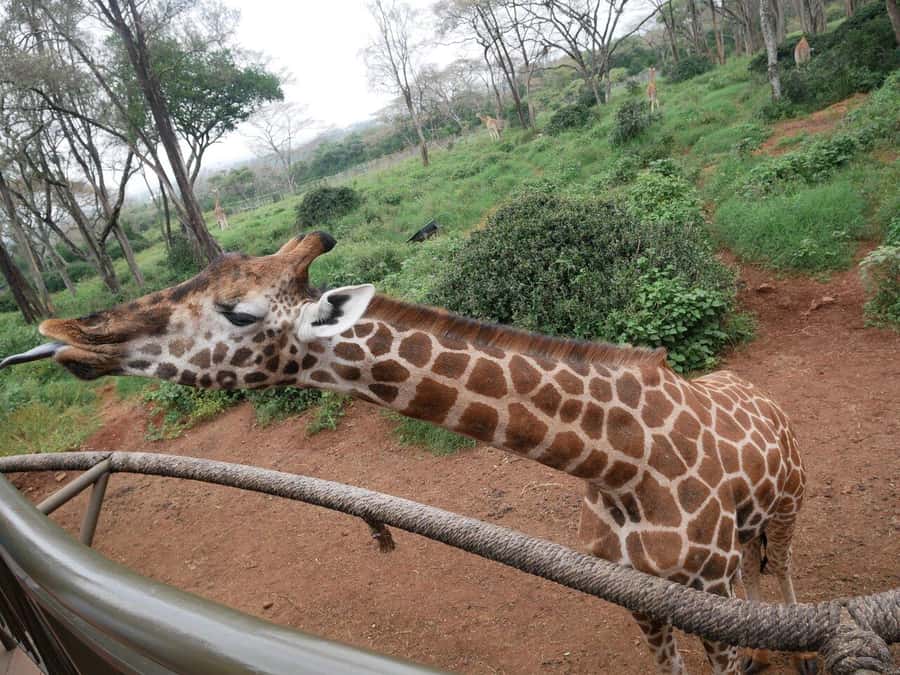 All-Inclusive: Giraffe Centre & Kazuri Beads Factory Visit - What your five-hour route looks like