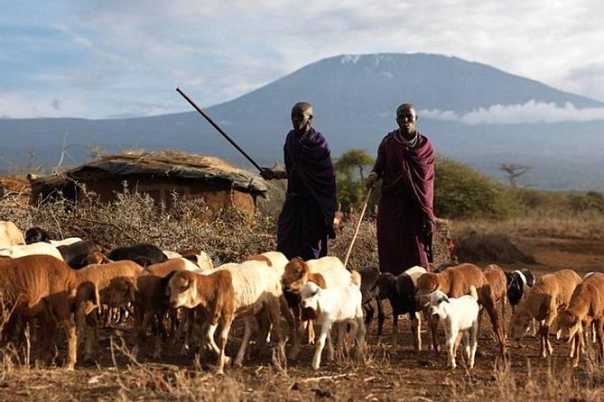 Amboseli Day Tour from Nairobi - Why Amboseli works for a one-day safari