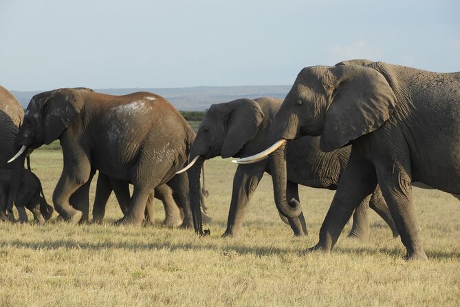 Amboseli Day Tour from Nairobi - The 5 a.m. departure from Nairobi