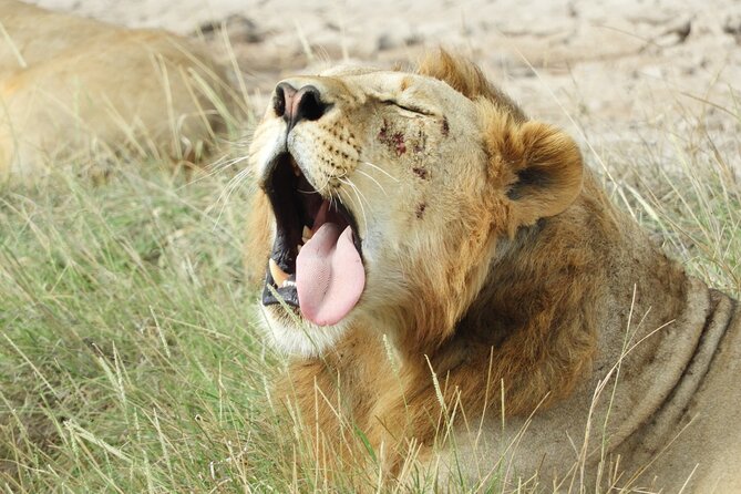 Amboseli Day Tour from Nairobi - The game drive and the elephants