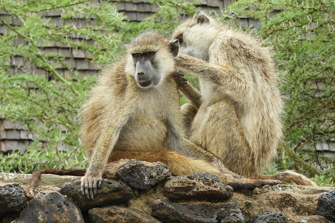Amboseli Day Tour from Nairobi - Adding a Maasai community visit