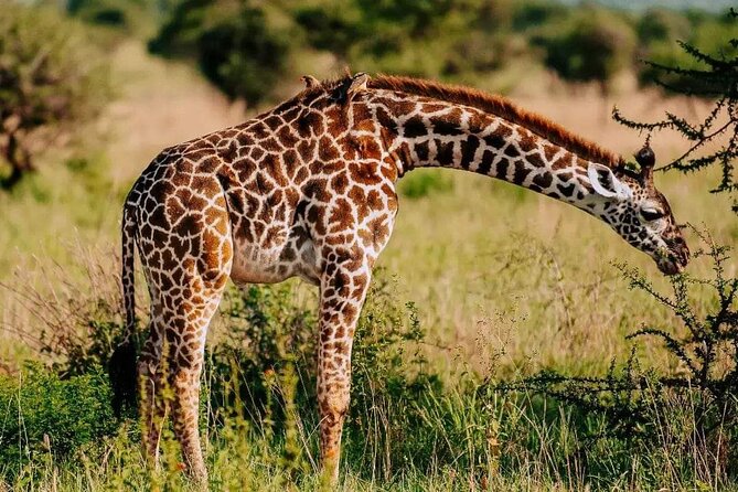 Amboseli Day Trip with Pickup - The 5:00 am start and the road out of Nairobi