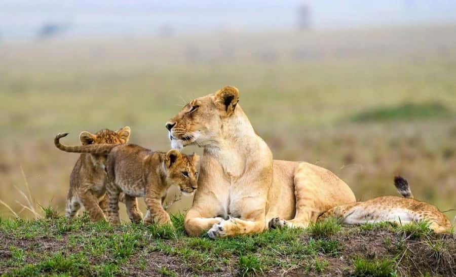 Amboseli National Park 3-Day Safari from Nairobi - Key points at a glance