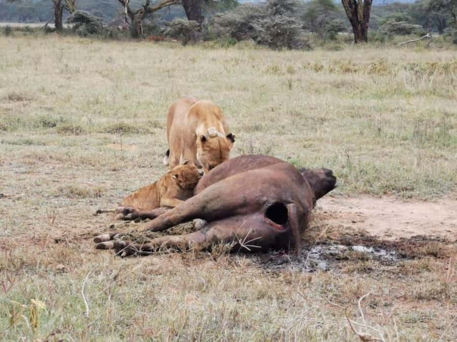 Amboseli National Park 3-Day Safari from Nairobi - Your first Amboseli game drive