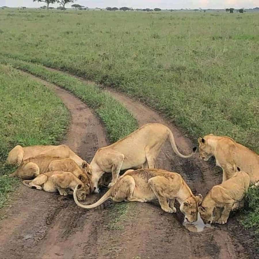 Amboseli National Park 3-Day Safari from Nairobi - Observation Hill and Amboseli’s wide views