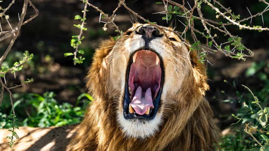 Amboseli National Park 3-Day Safari from Nairobi - The guides make a real difference