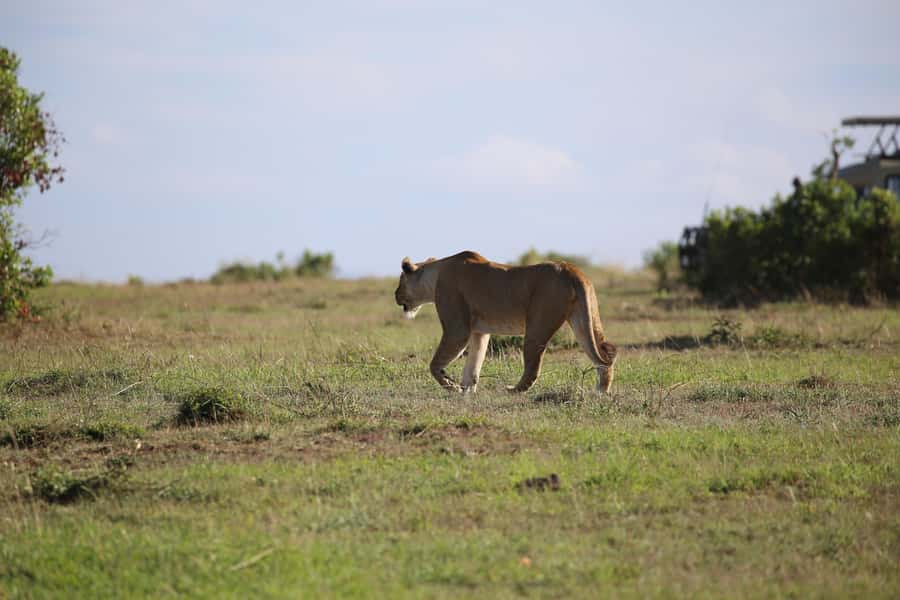 Amboseli National Park Day Trip and Maasai Village Visit - Kilimanjaro views and the best time to look