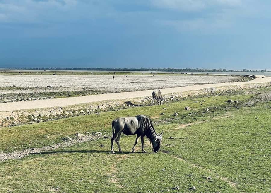 Amboseli National Park Day Trip and Maasai Village Visit - Lunch and a swim at Kibo Safari Camp