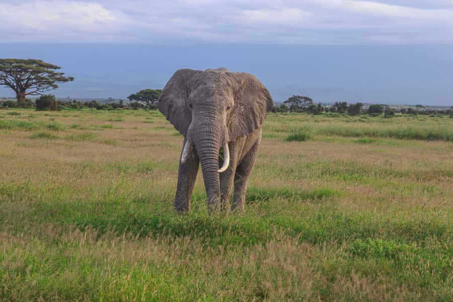 Amboseli National Park: Daytrip from Nairobi in a 4X4 Jeep - Why Amboseli Works So Well as a Nairobi Day Trip