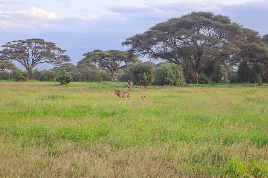 Amboseli National Park: Daytrip from Nairobi in a 4X4 Jeep - FAQ