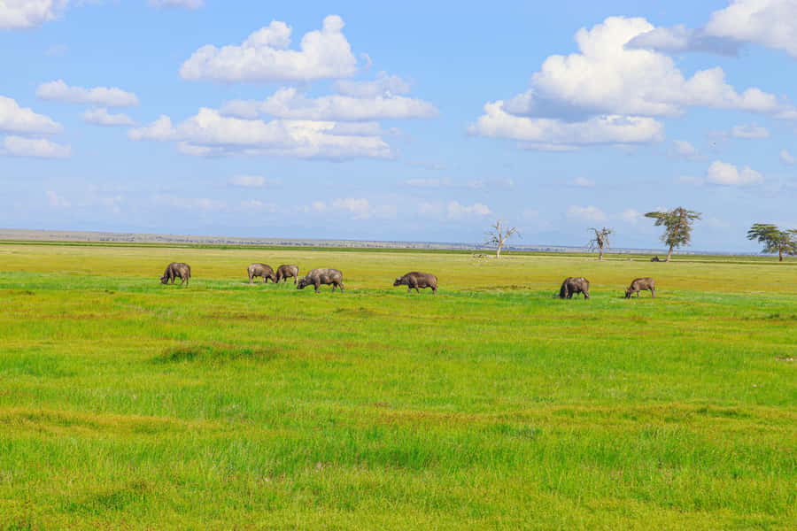 Amboseli National Park: Daytrip from Nairobi in a 4X4 Jeep - Leaving Nairobi for Maasai Country