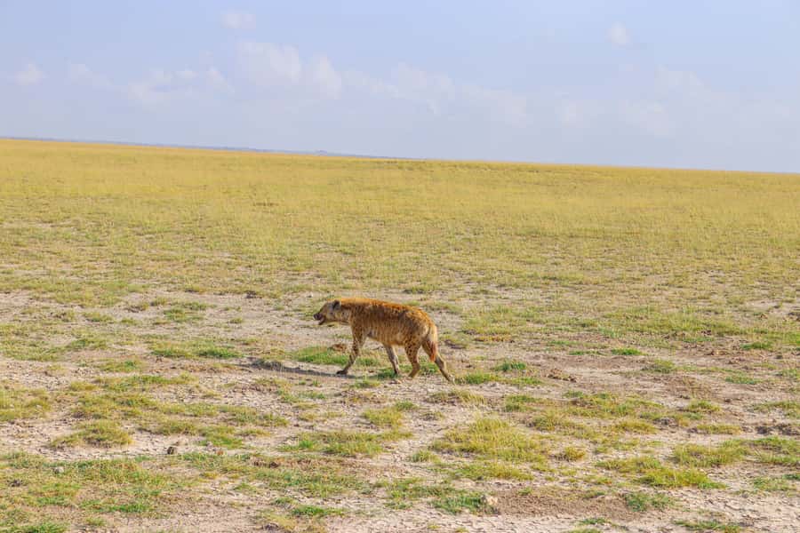 Amboseli National Park: Daytrip from Nairobi in a 4X4 Jeep - Lunch at Kibo Safari Camp
