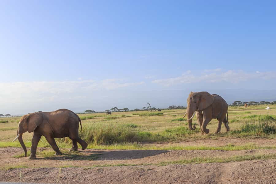 Amboseli National Park: Daytrip from Nairobi in a 4X4 Jeep - The Return to Nairobi