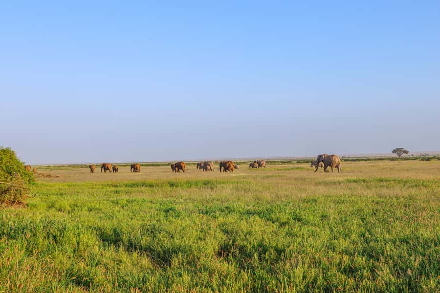Amboseli National Park: Daytrip from Nairobi in a 4X4 Jeep - Is $280 a Fair Price?