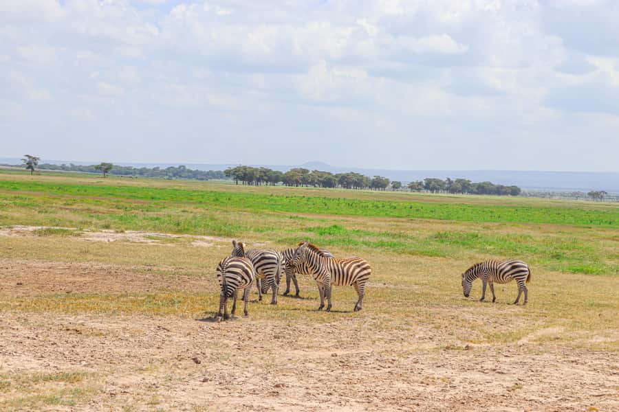 Amboseli National Park: Daytrip from Nairobi in a 4X4 Jeep - Who Should Book This Amboseli Day Trip?