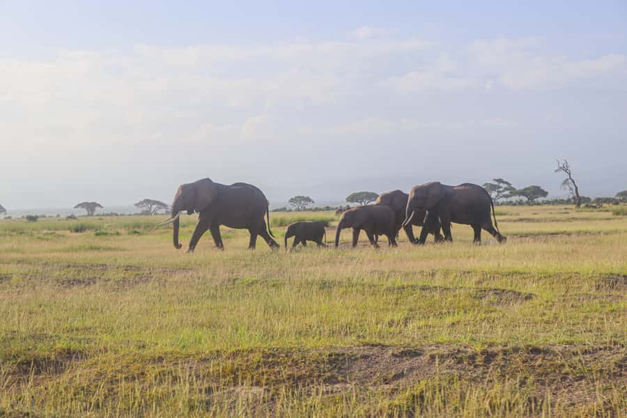 Amboseli National Park: Daytrip from Nairobi in a 4X4 Jeep - The Bottom Line on This One-Day Safari