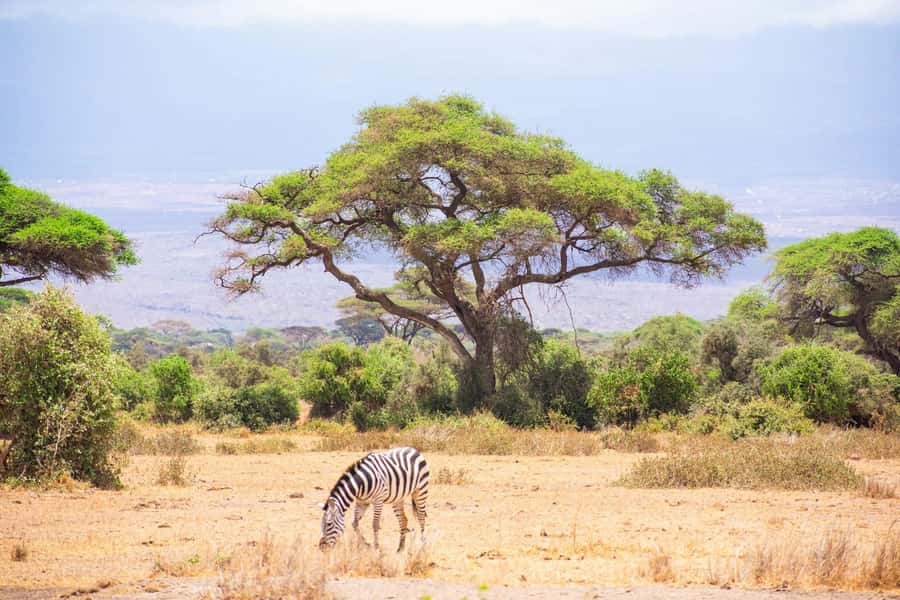 Amboseli National Park: Full Day Tour From Nairobi - Why Amboseli makes a strong day trip from Nairobi