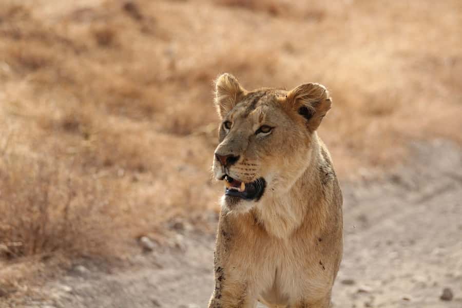 Amboseli National Park: Full Day Tour From Nairobi - Entering Amboseli for the five-hour game drive