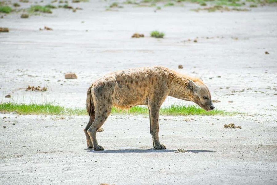Amboseli National Park: Full Day Tour From Nairobi - Elephants, babies, and the Kilimanjaro frame