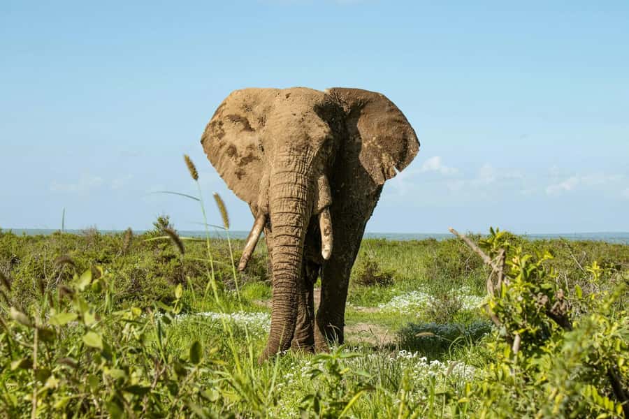 Amboseli National Park: Full Day Tour From Nairobi - The guides make the biggest difference