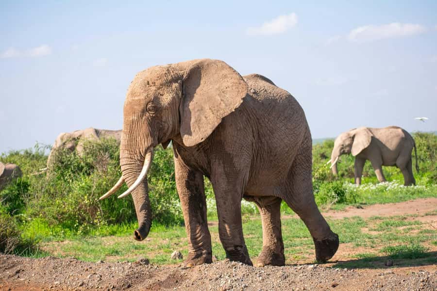 Amboseli National Park: Full Day Tour From Nairobi - The 3.5-hour drive from Nairobi