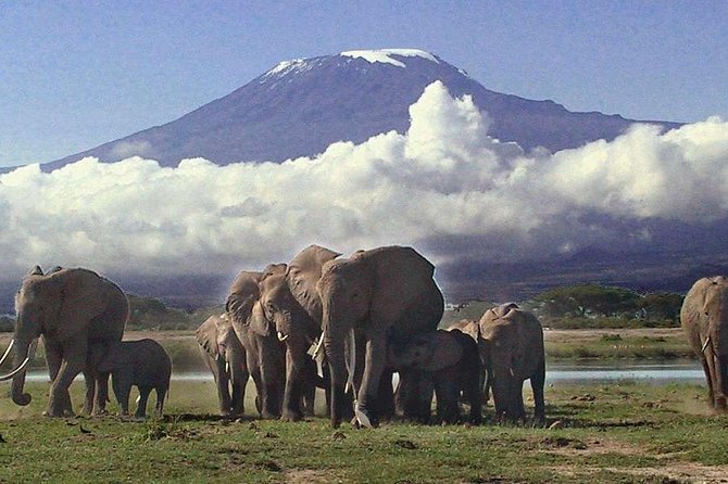Amboseli National Park: Guided Full Day Tour - Why Amboseli makes such a strong day trip from Nairobi