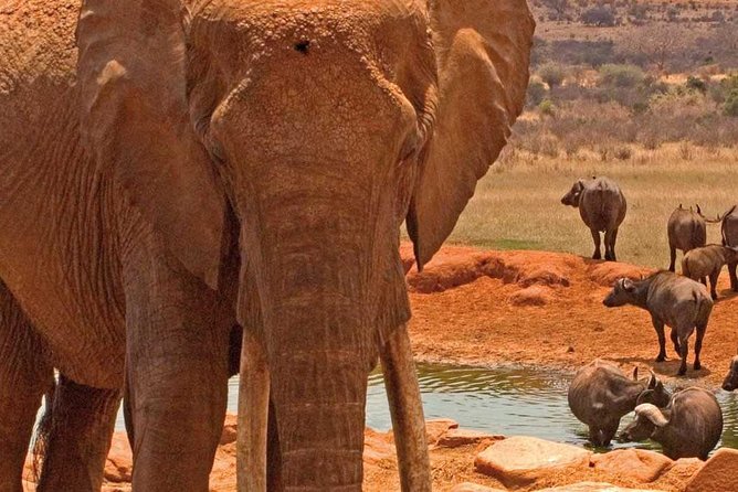 Amboseli National Park: Guided Full Day Tour - The Nairobi pickup and the long road to the park