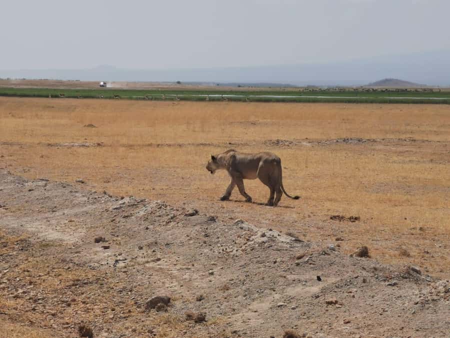 Amboseli Wildlife Day Tour And Masai Village Visit - Entering the park around 8:30am