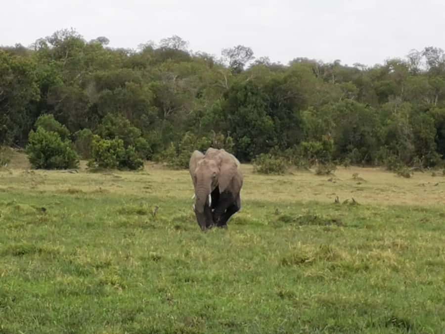 Amboseli Wildlife Day Tour And Masai Village Visit - Swamps, hippos, flamingoes, and birds