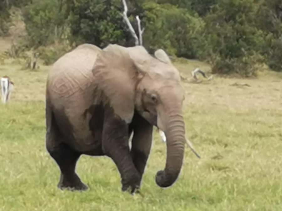 Amboseli Wildlife Day Tour And Masai Village Visit - The 5am departure from Nairobi