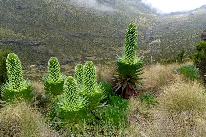 Climbing Mount Kenya 5 Days Via Chogoria Route - Why the Chogoria Route is worth the extra miles