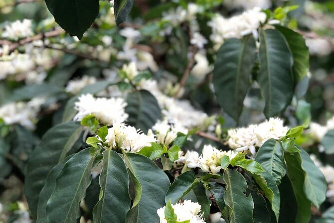 Coffee farm tour, coffee roasting and tasting experience - Who will enjoy this coffee farm visit