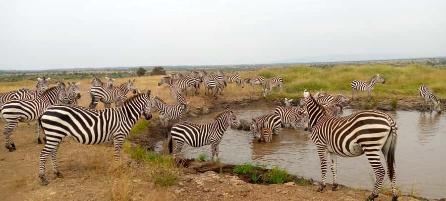 Crescent Island And Boat Ride Day Trip - Why Crescent Island feels different from a normal safari