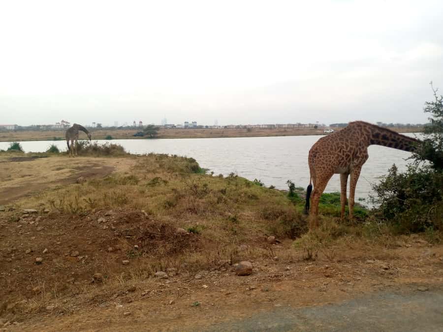 Crescent Island And Boat Ride Day Trip - Crossing Lake Naivasha by boat